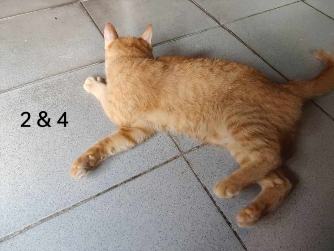 cats_rehome's tweet photo. 📌 *FREE FOR ADOPTION* 

🐱 *TYPE OYEN* (Oyen Lovers) 🧡

2. 🐈 Lili = Bulu Biasa *(Corak Bintik)*
 
4. 🐈 Lilo = Bulu Biasa *(Corak Belang)* 

1. 🐈 Molli = Bulu Tebal *(Warna Oren Pekat)*

3. 🐈 Mochi = Bulu Tebal *(Warna Oren Cair)*

- 4 Betina 
- Usia 10 Bulan 

✅ Both Litter Trained
✅ Diet Glory Cat

Kawasan: Keramat Permai, Setiawangsa dan Sekitarnya. 

https://t.co/YqldbODmD1