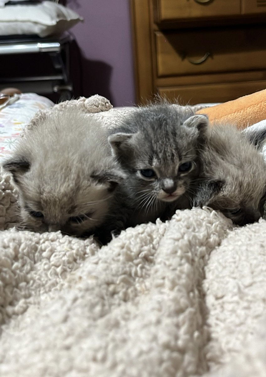saaragz's tweet photo. hola! me encontré a estas cousiñas en la calle sin mamá, ahora están a punto de destetarse y son buenísimos… yo tengo varios animales ya y lamentablemente no me puedo hacer cargo de los 3 así que les estoy buscando casita
interesados habladme y agradezco difusión porfa! 💖💖💖 https://t.co/euM8LJ8t9z