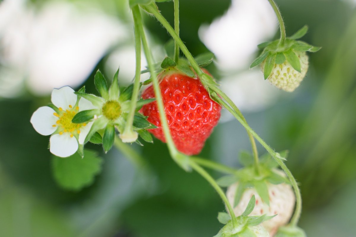 毎年恒例の🍓いちご狩り行ってきました 桃薫美味しかった❤