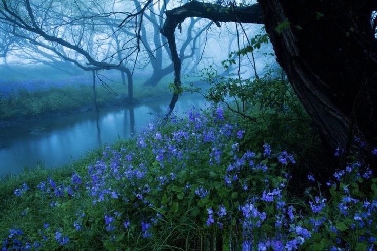 violettweets_'s tweet photo. misty hydrangea. https://t.co/hF3cZpXqi7