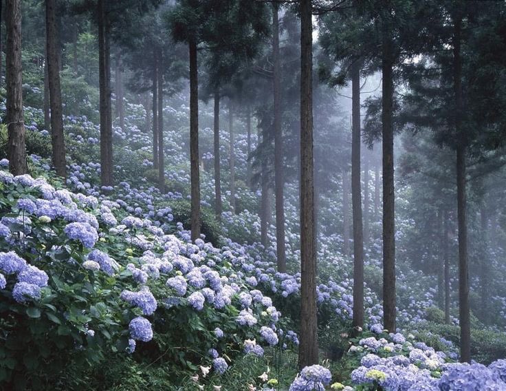 violettweets_'s tweet photo. misty hydrangea. https://t.co/hF3cZpXqi7