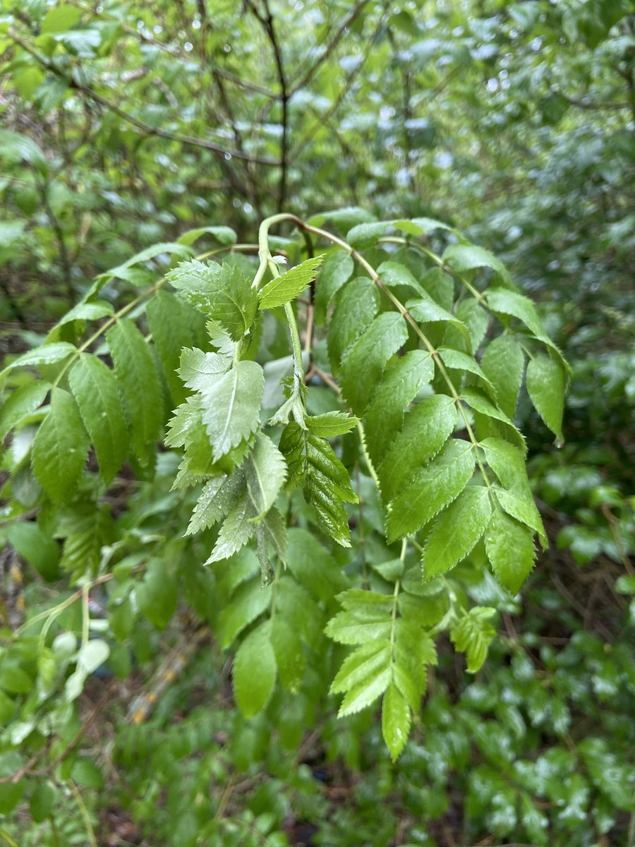 Kauan kaivattu vesisade 😊