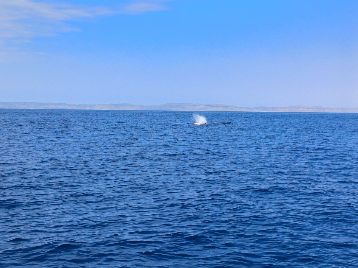 That's a Blue Whale in the Sea of Cortez. It was BIG!