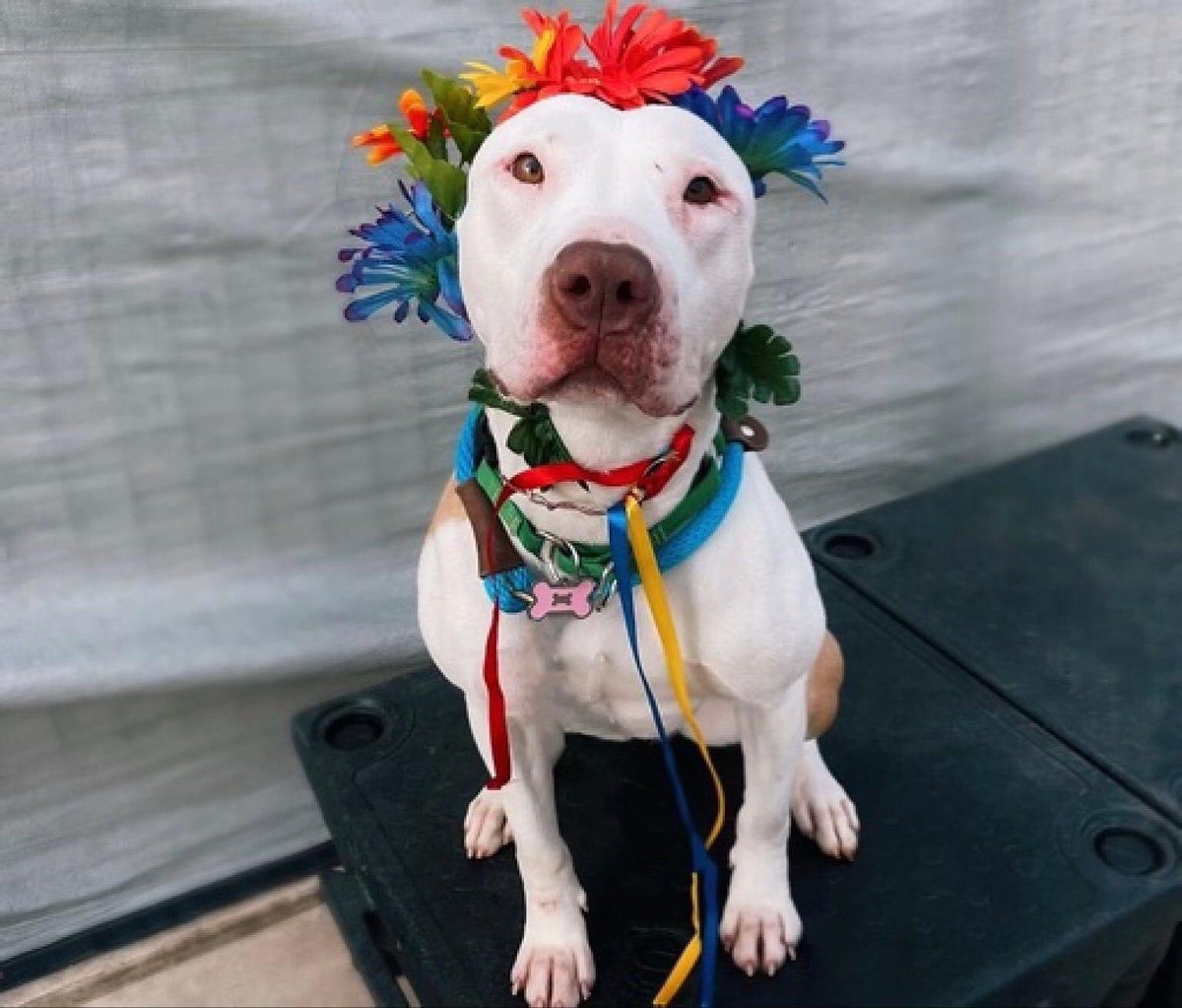 Gorgeous LADY #188987 doesn't understand why no one seems to care about her💔 Hardly any pledges😞WHY! She is beautiful,smart , radiant, extremely loving! Fabulous girl! PLZ #ADOPT #FOSTER OR #PLEDGE TO ATTRACT A RESCUE 🛟 #NYCACC PLZ save LADY even a Retweet helps so much 🐾