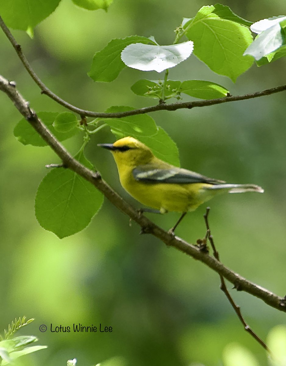 Blue-winged Warbler in Rockefeller State Park on Saturday 5/25/2024. He was flitting around inside dense brush area foraging for food. Wasn’t easy to get photos of this cutie; bad light, moving around too quick, so many tree branches & leaves in the way! #bluewingedwarbler