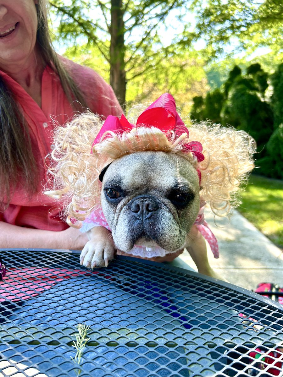 Cleopatra the English Bulldog tweet media