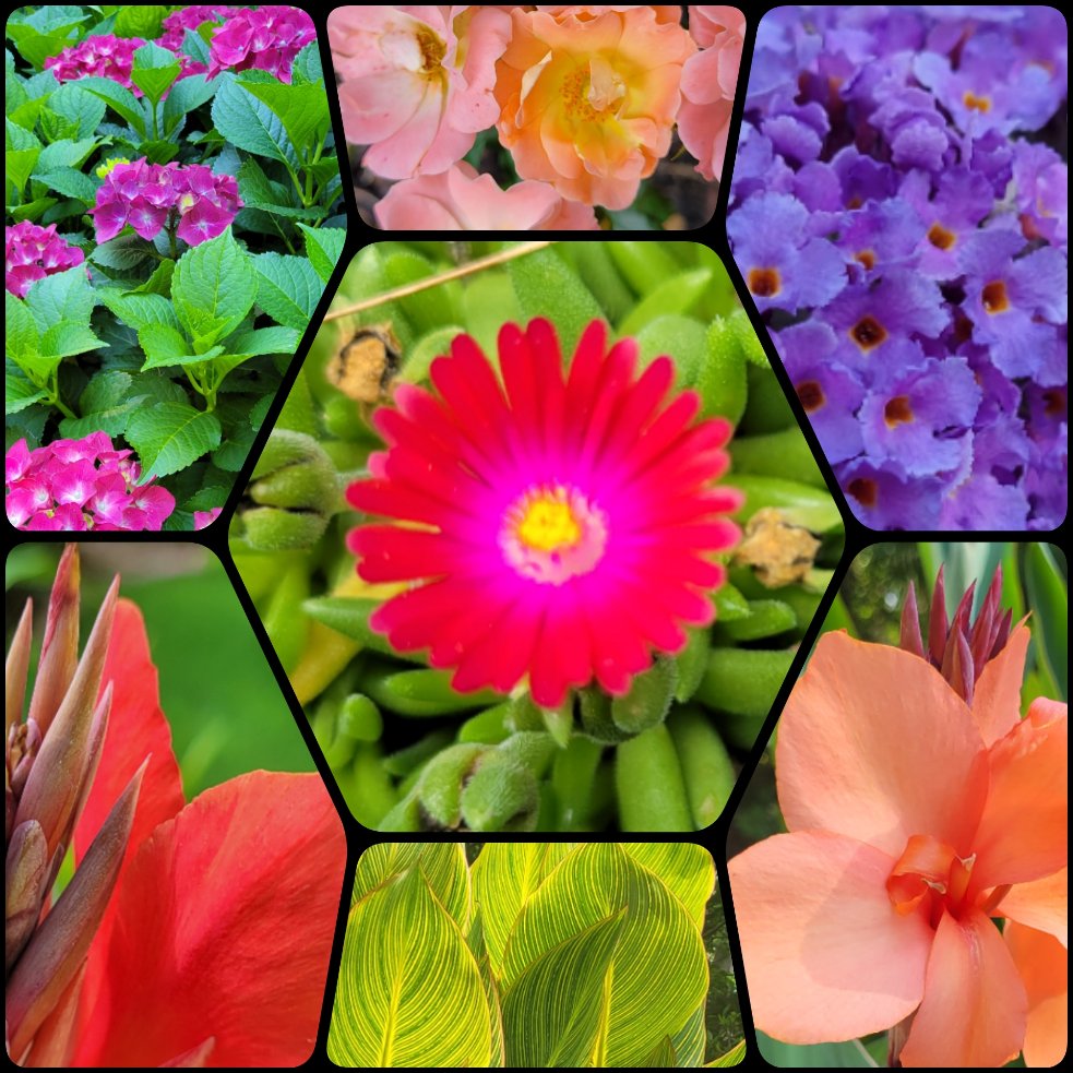 Colorful #SevenOnSunday
with Hydrangea, Driftrose, Buddleja, Canna Lilies & Ice Flower #InTheGarden