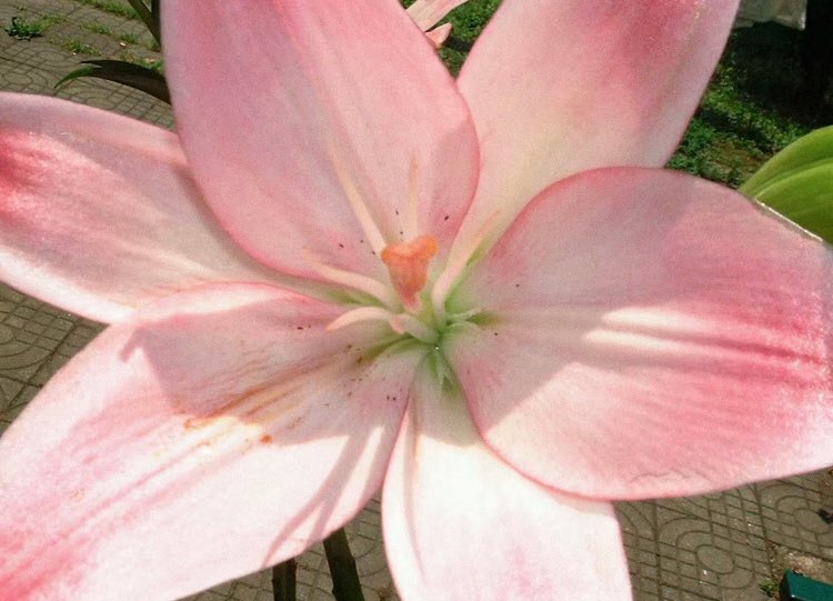 pink lilies