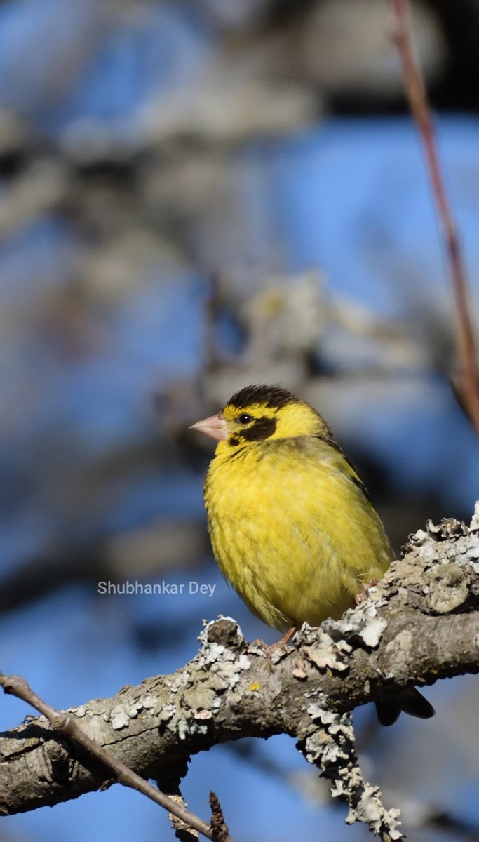 Yellow breasted Greenfincjh
 #bbcearth #natgeowild  #natgeoyourshot #natgeotraveller #natgeotravellerindia  #incredibleindia #planetearth  #dekhoapnadesh #earthinfocus #natgeoindia #birds #niffeature #yellowbreastedgreenfinch #uttarakhandtourism #sanctuaryasia #earthcapture