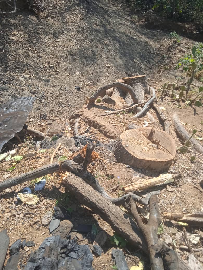 Algunas de las empresas que están en el negocio de exportación tienen permisos de “aprovechamiento forestal” de supuestas “plantaciones” para el carbón vegetal, pero realmente lo obtienen del arrase del bosque natural que estas mismas fomentan #DíaDelÁrbolSinEcocidiosEnLara