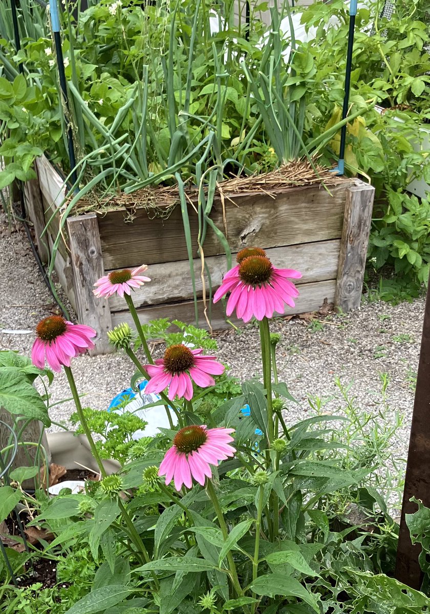@Primary_Immune Some echinacea in my garden is always refreshing to see.