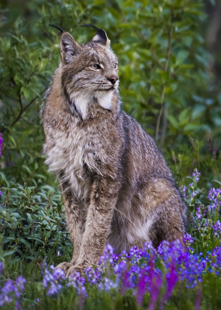 Even the elusive Canada lynx appreciates the beauty of wildflowers this time of year. These magnificent hunters with snowshoe like paws and long dark tufts prefer dense northern forests where they can find plenty of their favorite meal, the snowshoe hare. 

Photo by NPS
