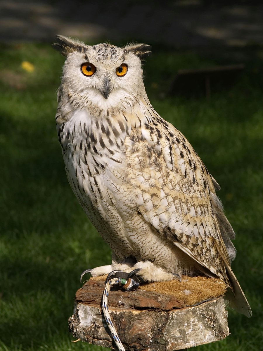 #birds #featheredmates #bird #birdphotography #birdphotography #birds_captures #birdphotography #birding  #birdcare #birdcaptures #birdsounds #birdphoto #petbird #petbirds #featheredfriends #featheredmate #featheredmates #owl #owls