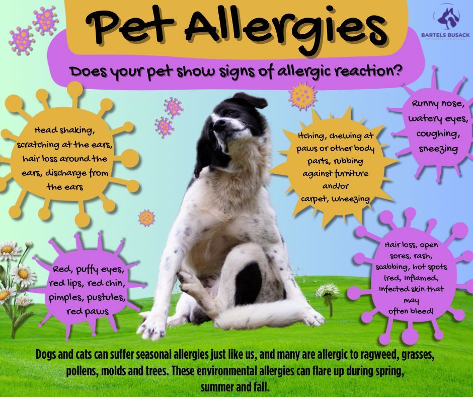 Did you know our pets suffer from allergies just like we do? Sometimes their signs and symptoms can be a little different then ours. If you notice any of these signs give your vet a call!  #BBPH #AllergyAwarenessMonth 🤧🐕🐈‍⬛