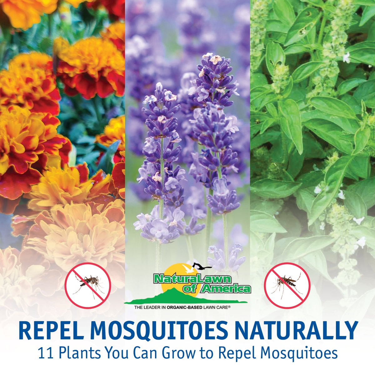 Warmer weather means taking advantage of outdoor activities. You shouldn’t have to worry about pesky mosquitoes—instead, consider growing these plants and flowers in your garden to keep them away naturally. ow.ly/LF2l50RsVPE #NaturaLawn #NLA #Pest #Mosquito #Organic