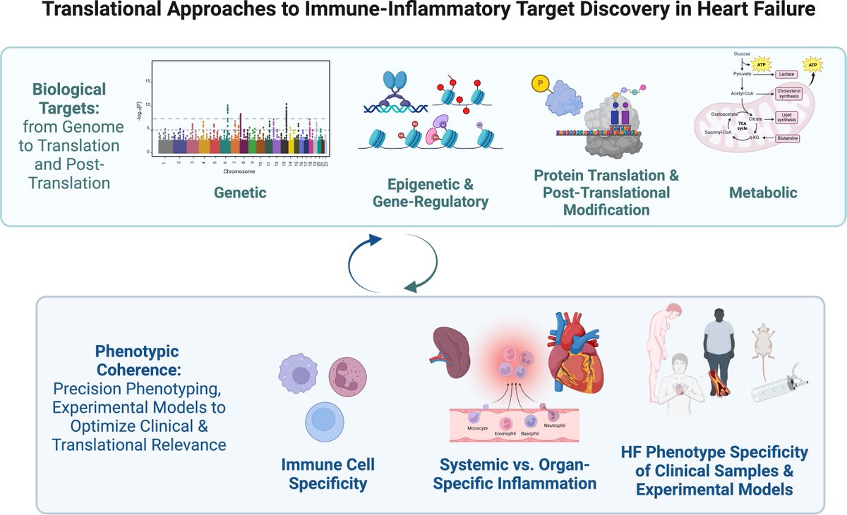ehj_ed's tweet photo. Human Immunology of Heart Failure: Deconstructing Inflammatory Risk.
An editorial just published in #EHJ
#CardioTwitter @escardio @ESC_Journals

https://t.co/YBL3OwGuVV

https://t.co/KjuJNvFO7x https://t.co/cOVSpPxleG