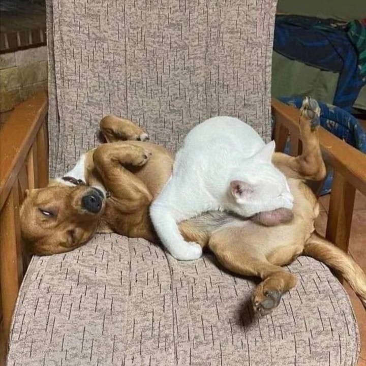 Punch Cat (@punchingcat) on Twitter photo 