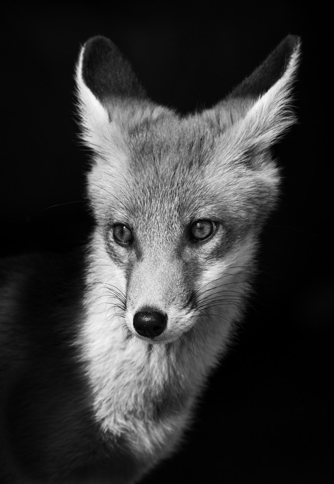 RichardBowler1's tweet photo. Apparently it's #FoxDay Here's the 3 foxes that have been part of my life for over a decade. Rosie, Hetty and Charlie. Unfortunately Rosie assed away last year, aged 11. https://t.co/iz3M7PlqlO
