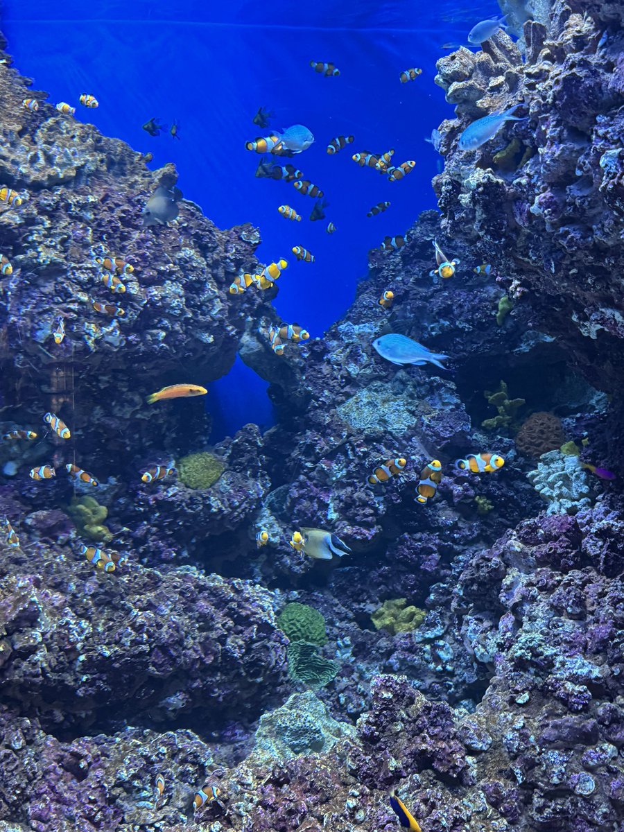 CSGSWater's tweet image. A few aquarium photos