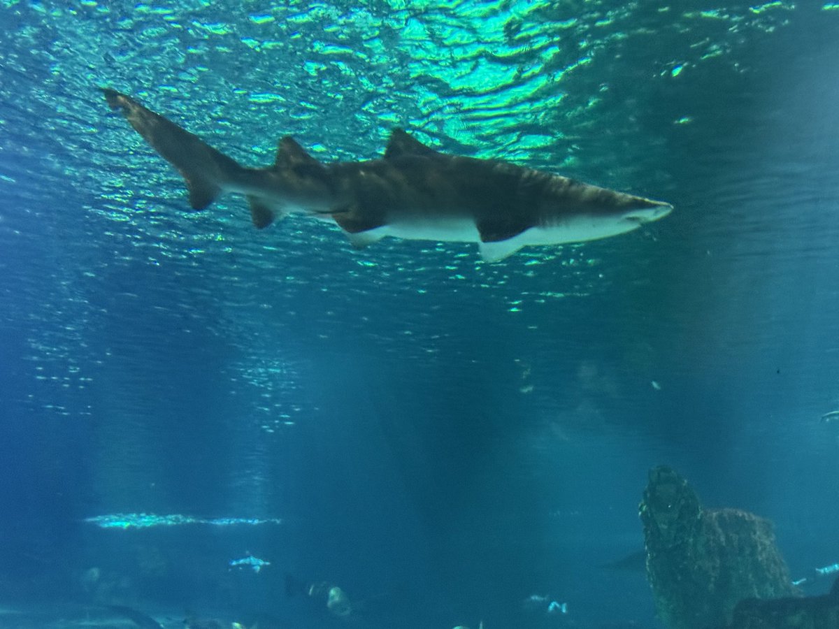 CSGSWater's tweet image. A few aquarium photos