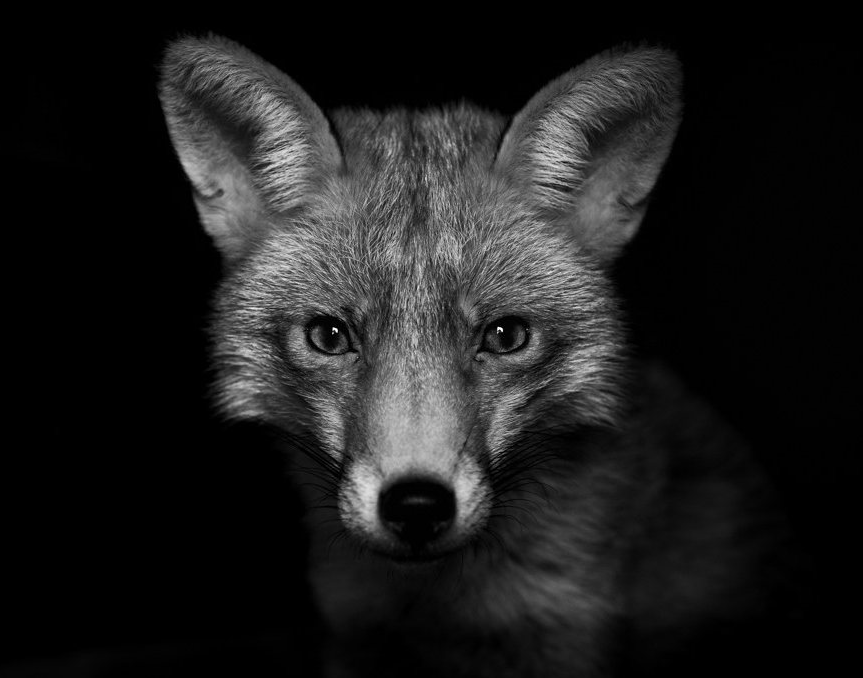 RichardBowler1's tweet photo. Apparently it's #FoxDay Here's the 3 foxes that have been part of my life for over a decade. Rosie, Hetty and Charlie. Unfortunately Rosie assed away last year, aged 11. https://t.co/iz3M7PlqlO