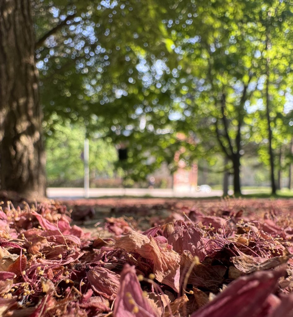 vine dos veces a ver los cerezos en flor
temprano
y tarde

no sé dialogar con la naturaleza