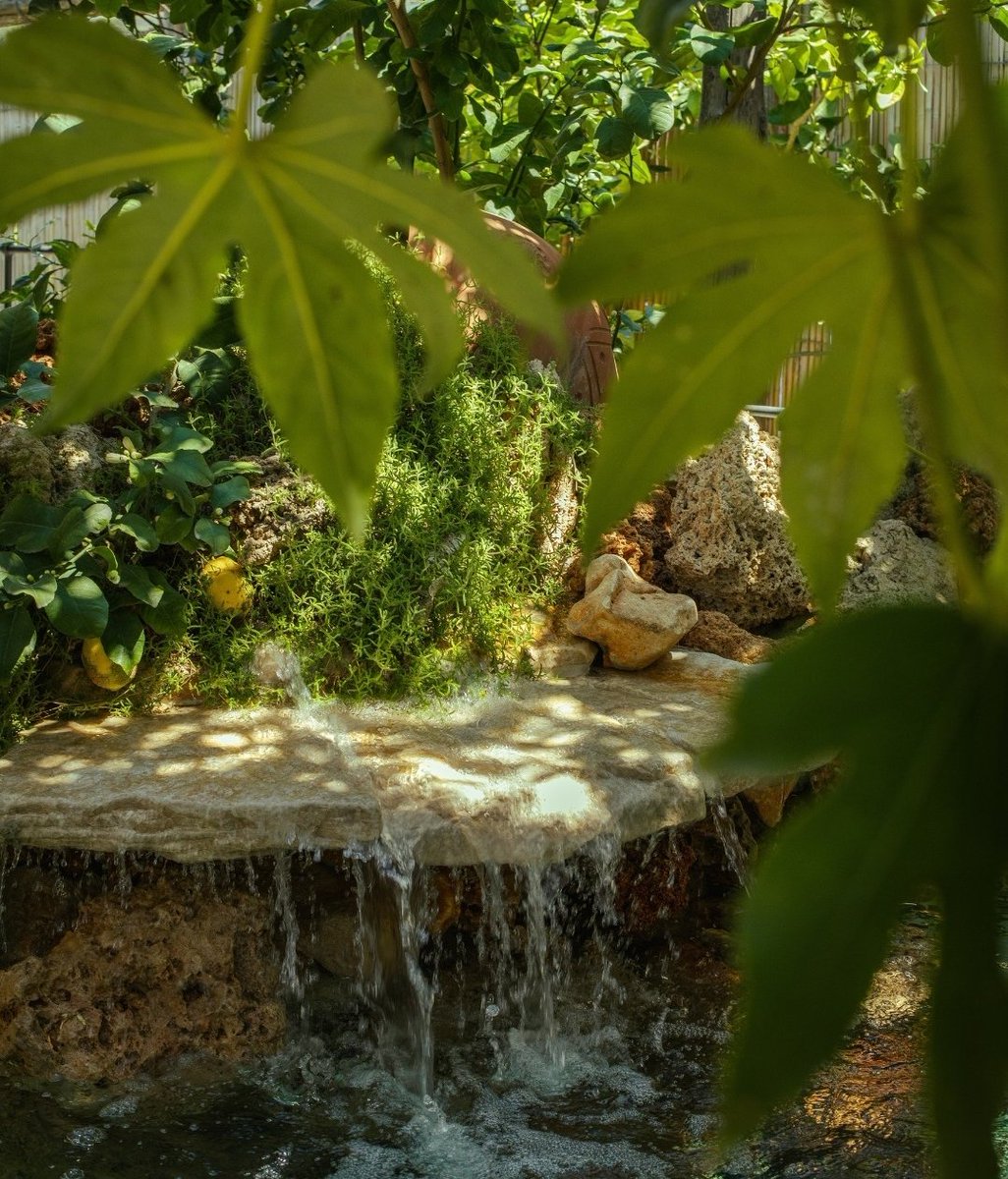 marabutterfly's tweet photo. Quando ti sorprendono invitandoti a pranzo sotto un limoneto 🍋
#DonSalvatore #MontediProcida
La luce che filtra tra gli alberi, il profumo, la tranquillità, la bellezza e la bontà dei piatti e buoni vini 🥂 https://t.co/oZglVDTHUZ
