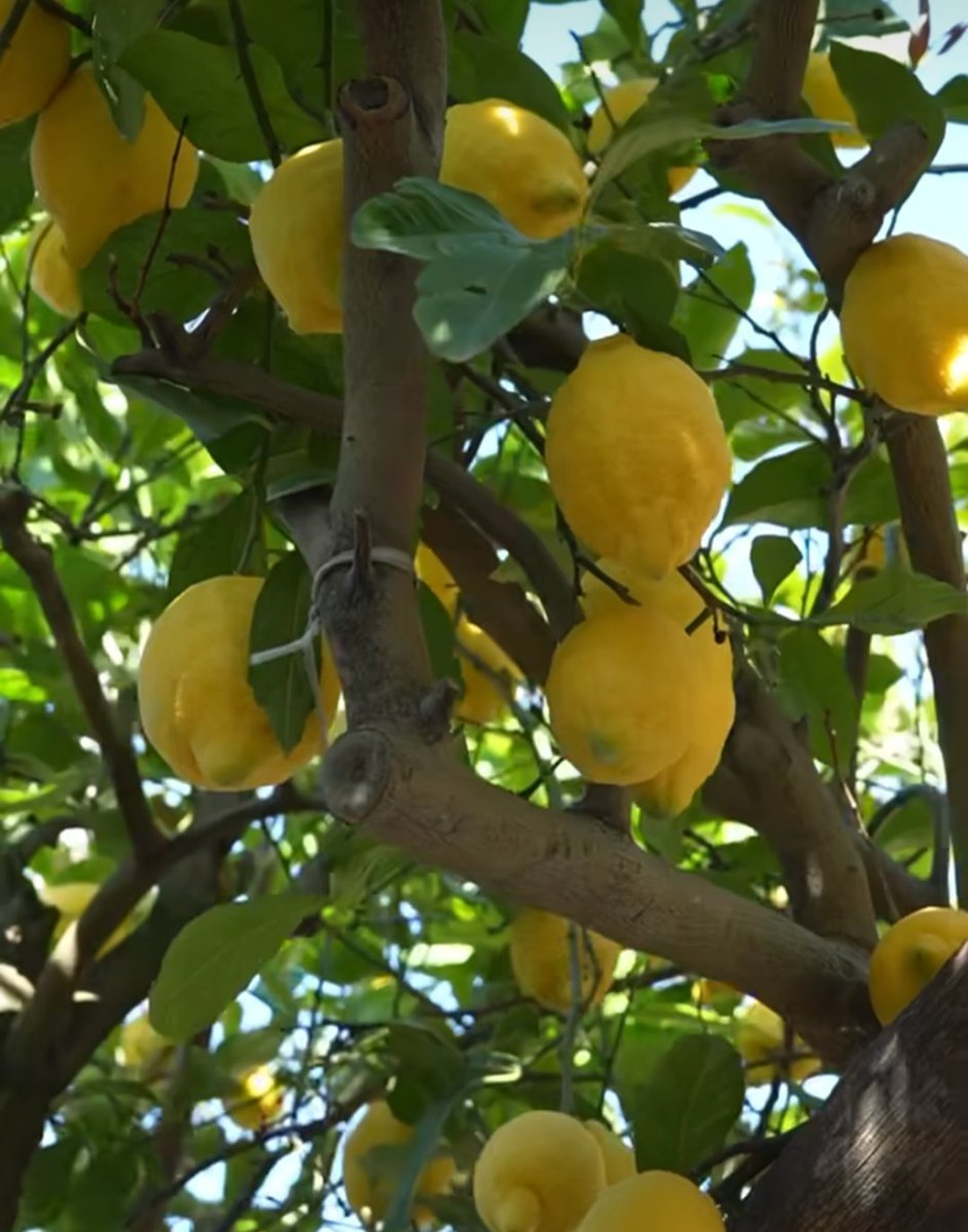 marabutterfly's tweet photo. Quando ti sorprendono invitandoti a pranzo sotto un limoneto 🍋
#DonSalvatore #MontediProcida
La luce che filtra tra gli alberi, il profumo, la tranquillità, la bellezza e la bontà dei piatti e buoni vini 🥂 https://t.co/oZglVDTHUZ