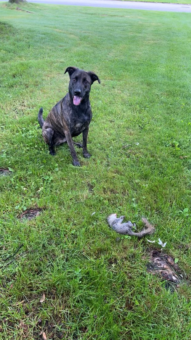 BenSydow's tweet photo. Rosie has been on the anti squirrel squad in Pittsford for 2 years but has finally gotten her first victim.. stupid fuck fell out of the tree and right into Rosie’s shredders https://t.co/AtAErq1lQJ