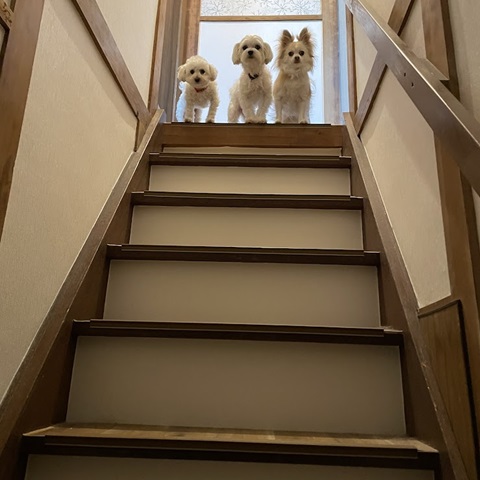 階段の上で待つ　三姉妹 ＃犬　＃トイプー　#チワワ　#マルチワ　#チワマル