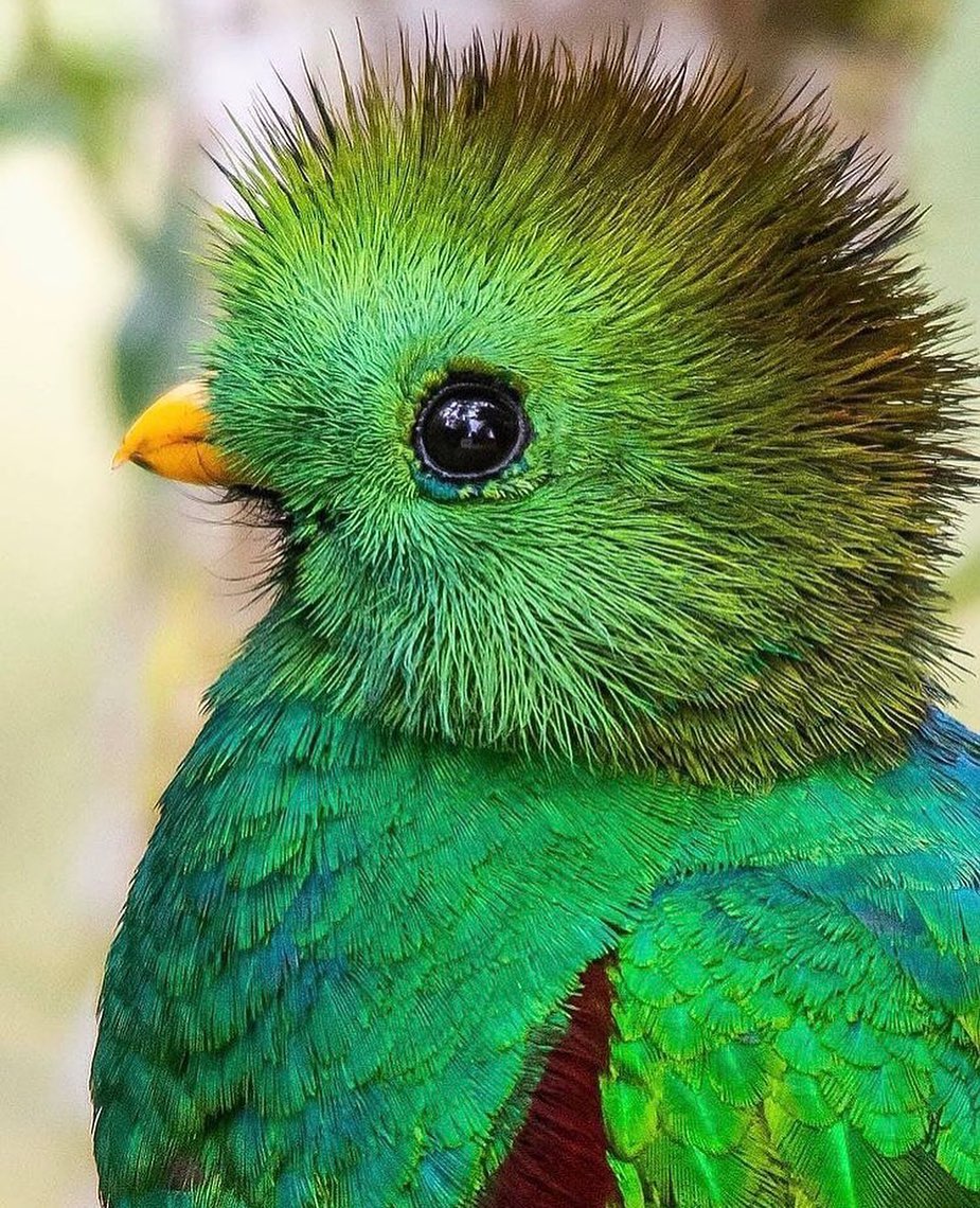 A Beautiful male Resplendent Quetzal 💚