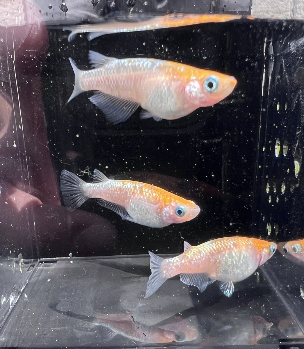 sakumeda's tweet photo. 初プレゼント企画🐣

王華 1ペア＋メス1

ヤフオクに出品したけど入札なし🧎🏻‍➡️だったのでどうせならプレゼントしちゃおうと思い企画してみました🤦‍♂️

送料無料　

皆さんよろしくお願いします😚

5/30  23時59分　締切　

参加方法　

フォロー&amp;リツイート&amp;いいね https://t.co/PriI0mYgpq