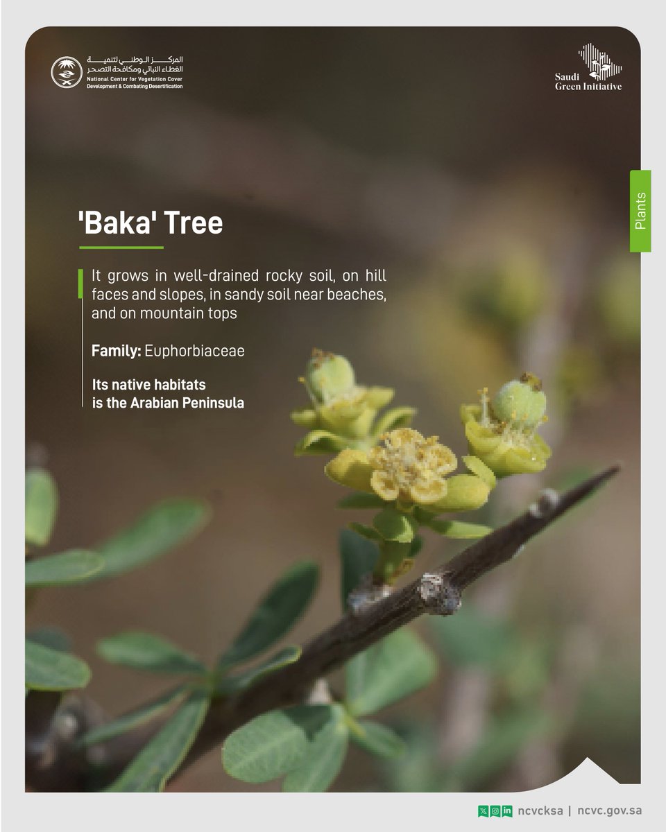 The 'Baka' tree, scientifically named Euphorbia cuneata, is a perennial species that grows up to 3 meters tall. It bears distinctive yellow cluster flowers and is a rare sight, predominantly found in the southern parts of the Kingdom. #Saudi_Green_Initiative