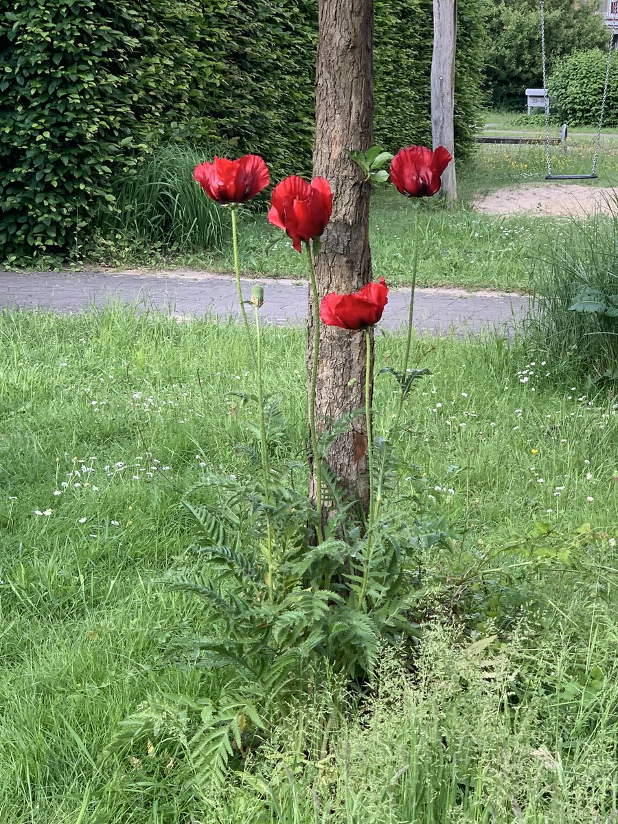 When he passed, this tree became his tree. Neighbors planted flowers, kids lay painted stones in memory of the most wonderful soul. Every year the flowers grow back and make me smile when I look out my kitchen window. Kindness has so many different faces 💜