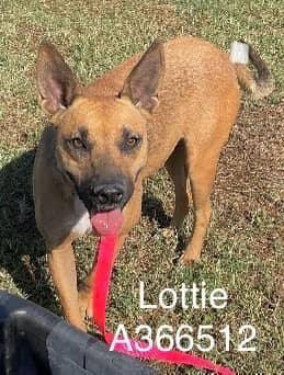 Sweet LOTTIE #A366512 2yo,is a golden haired Shepherd mix ,shy at first,but blooms with attention! Look at that intelligent face,those beautiful eyes, gentle,loving, desperate to live & b loved! PLZ #ADOPT #FOSTER OR #PLEDGE TO ATTRACT A RESCUE 🛟 #CorpusChristi #Texas PLZ HELP