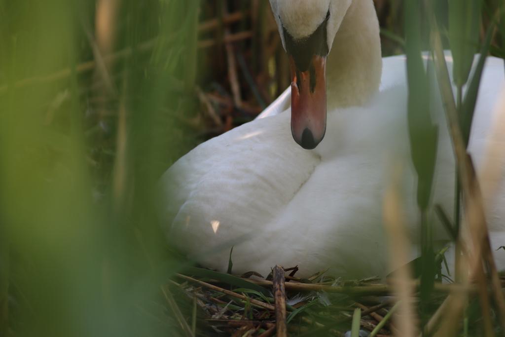 Tom_Darron's tweet image. Swan yesterday in exhibition park 📸25.05.24