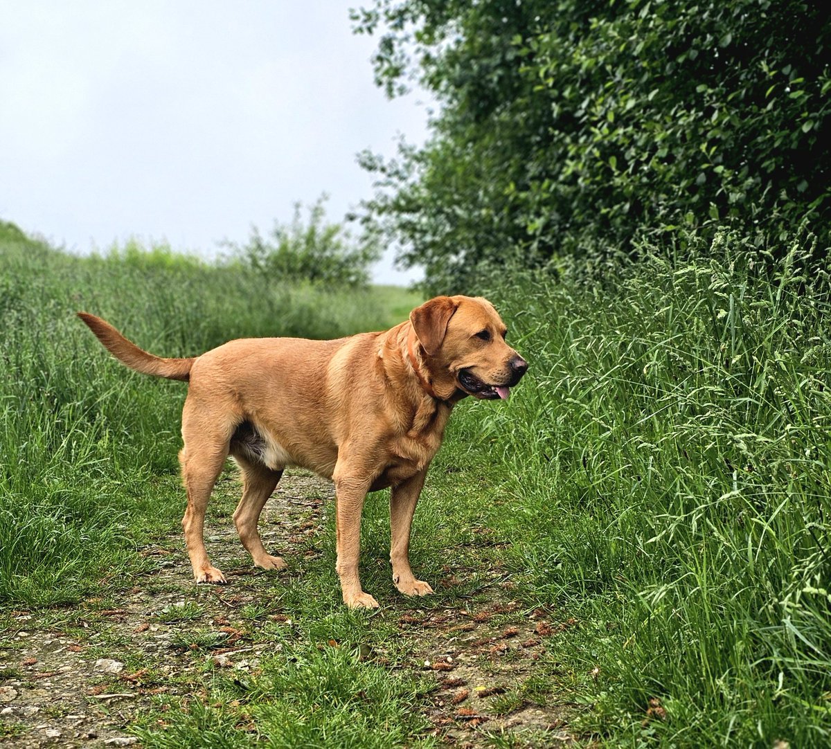 Dad, the ball is in that Bush, and it won't retrieve itself 🙈🙈🙈 #Baileydaily