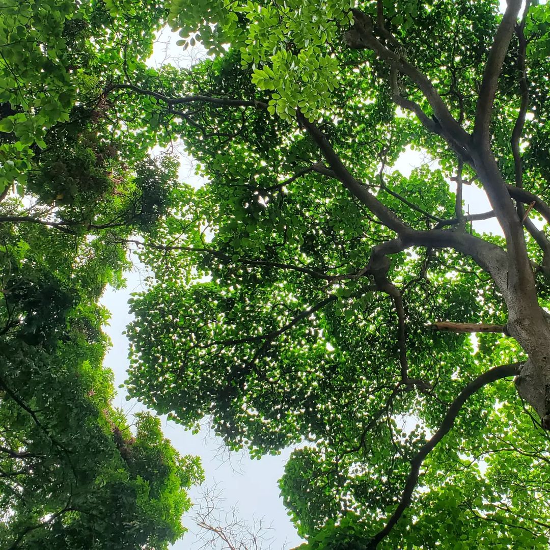 La tala y la poda severa en Venezuela ha sido tan bestial, que el efecto ya es perceptible: hay zonas cuya temperatura cambió.

Las autoridades han permitido la merma del arbolado, indispensable para asegurar que la vida siga siendo posible. 

Solo falta que lo entiendan ellos.