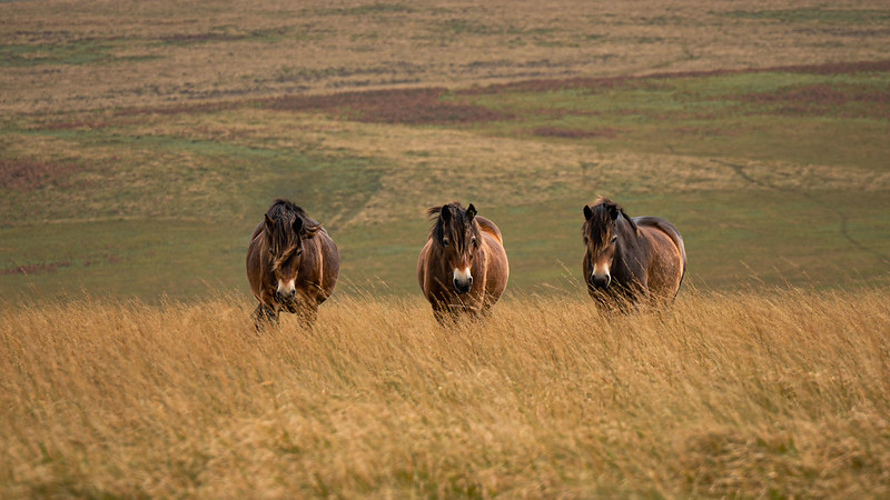 Friends of Exmoor Ponies would like you to send high- definition photos for the upcoming 2025 EPS calendar to stephanie.poulter@btconnect.com

#exmoorpony #exmoorponies #exmoor #photography #ponyhour