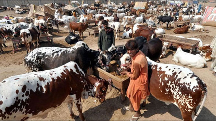 پنجاب حکومت کا قربانی کے جانوروں کی خریداری کیلئے آن لائن پورٹل کا اجرا urdu.pbc.gov.pk/26-05-2024/pnj…