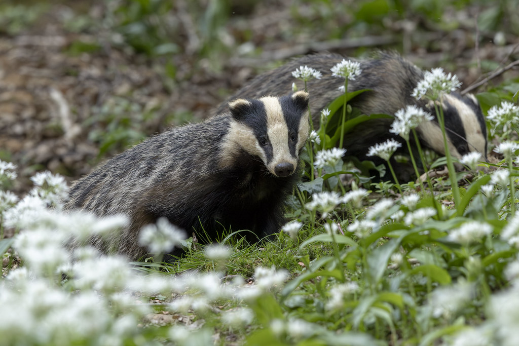 Just one more sleep until we are back on your screens with Springwatch 2024! 😍🌱🐾

#Springwatch 🐣🌱🌸

📸 Stuart Pevy on Flickr