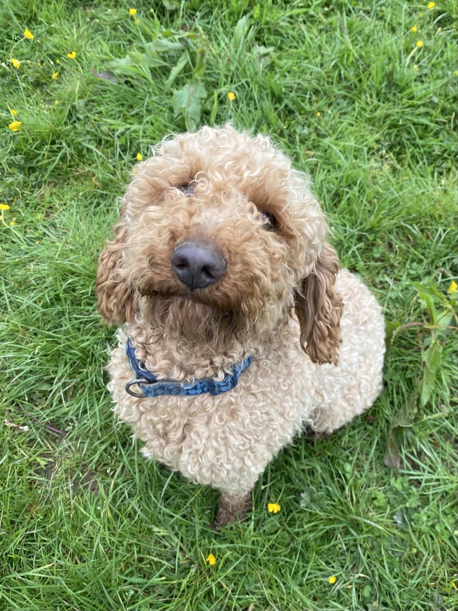 RALPH our cockerpoo is not impressed by having to pose for his photo 📷 he would much rather be running round after HOBO 🤣