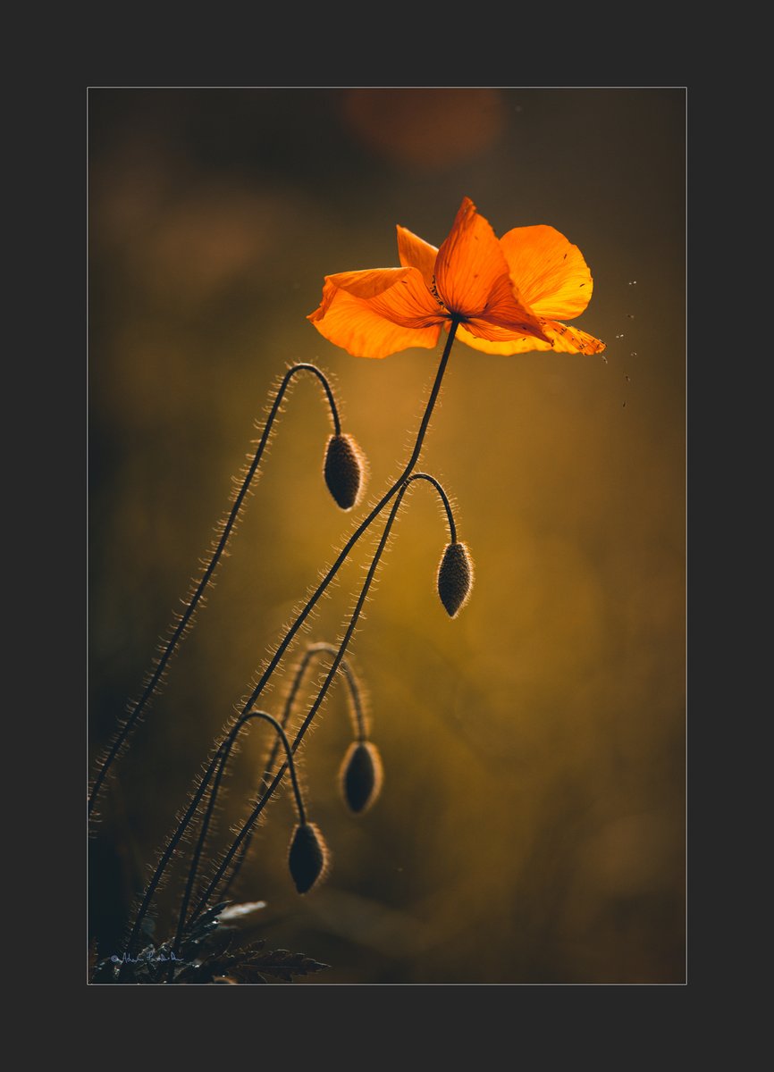 #Spring #Flowers #lasy #light #NaturePhotography #wildlifephotography #forest #自然 #nature #photography #fotografia #puszcza #May #Poland