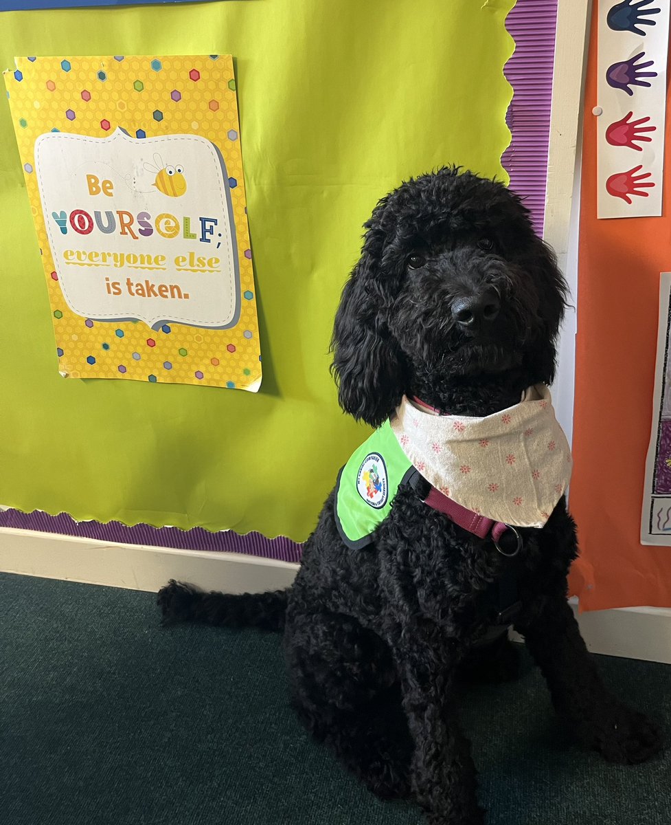 CMoyross's tweet photo. 🐕‍🦺🐾 Uni has been working like a dog all week and is now perfectly chilled for Limerick’s big match! 🟢⚪️ She’s got her game face on, paws up, and ready to bark her heart out! #Limerickabú! 🐾 #MatchDay @mycaninecompani @LimerickCLG https://t.co/6xs7eYSDTz