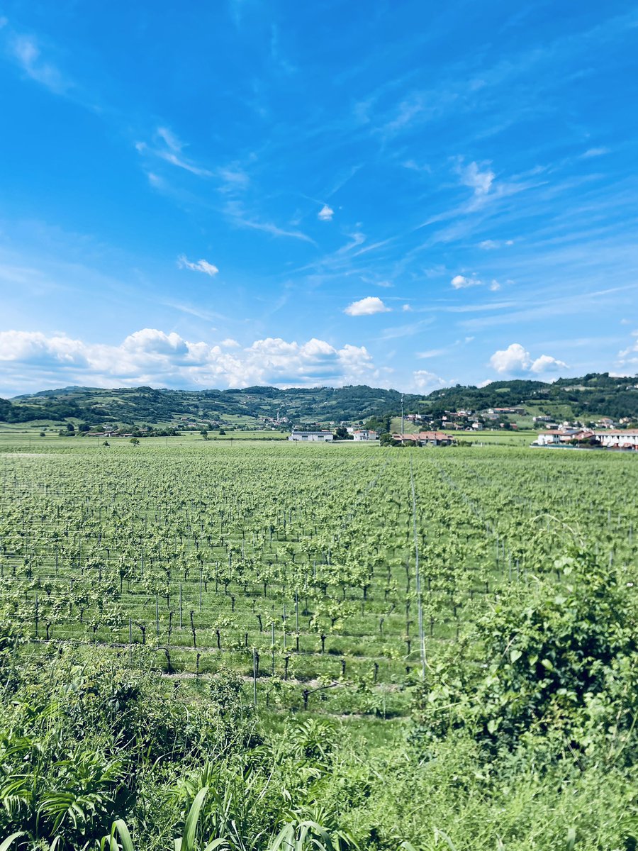 Al mio paese mi hanno dedicato una targa 🤣🤣🤣
Le piogge di questi giorni hanno prodotto un verde accecante 🤩#veneto