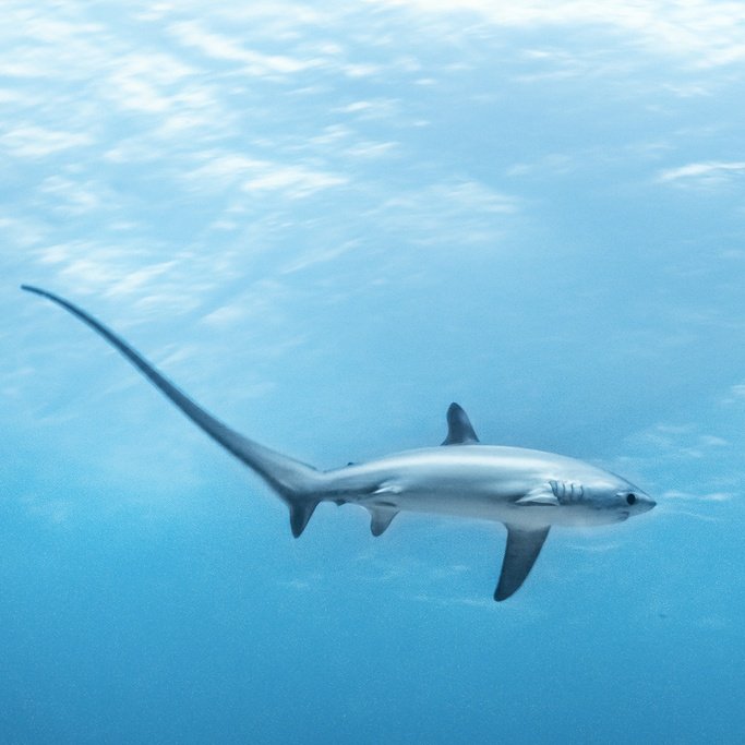 Shark fact: pelagic thresher sharks are the smallest of all thresher shark species! (3 m/10 ft)
