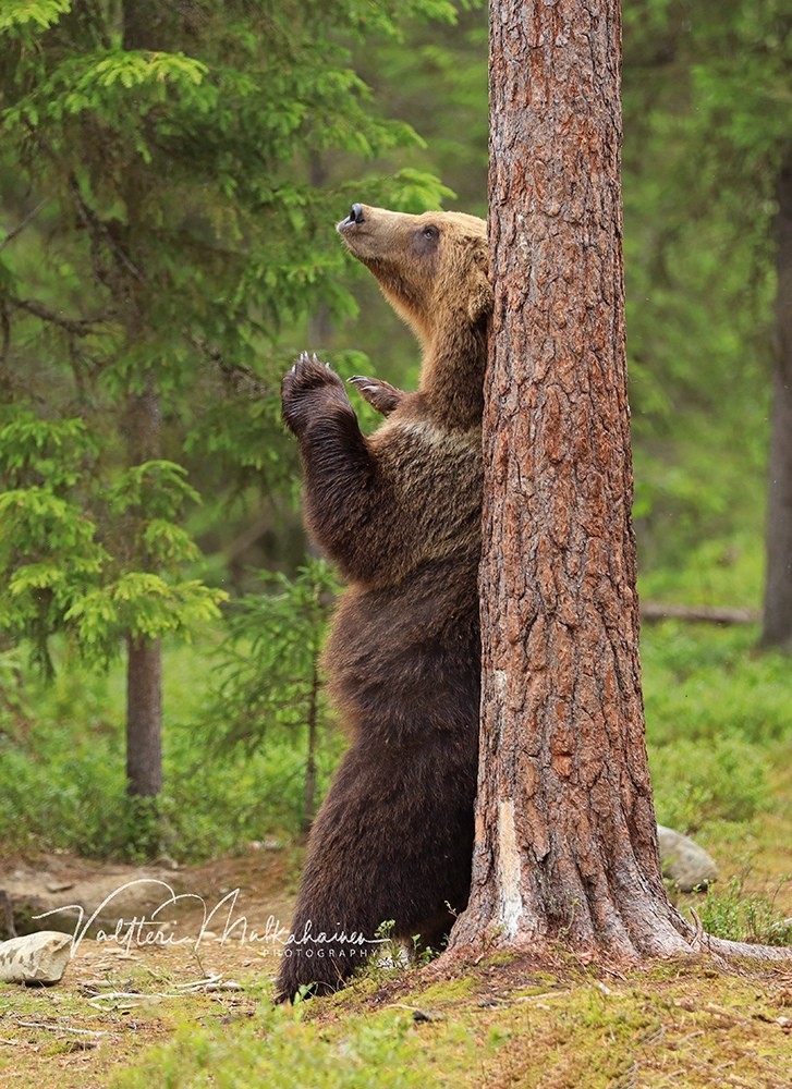 poetic mood 
#photo by Valtteri Mulkahainen 
#wildlife #forestlife #animals #bear  #Nature #photography #NaturePhotography