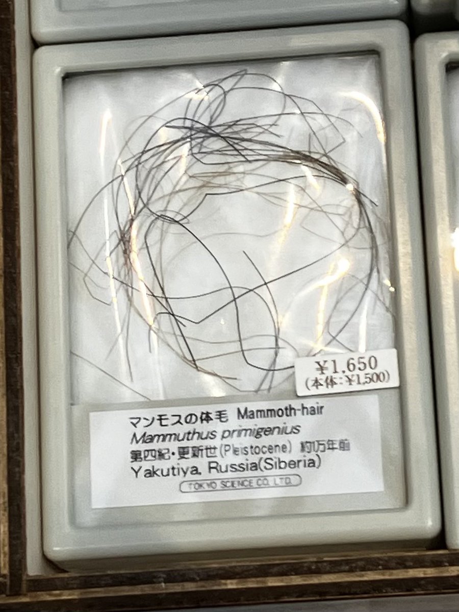 マンモスの体毛、買うか買うまいか閉店まで悩んだんですが、一身上の