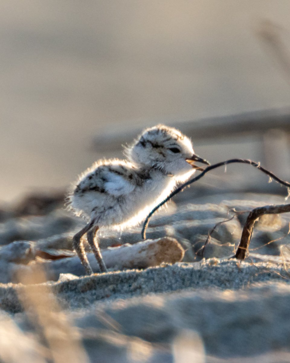 Mandatory plover posting.