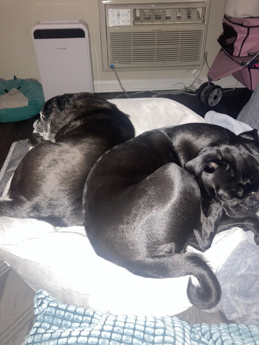 CocothePug2 tweet media